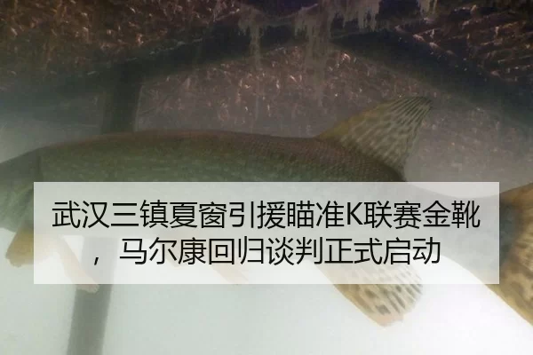 武汉三镇夏窗引援瞄准K联赛金靴，马尔康回归谈判正式启动